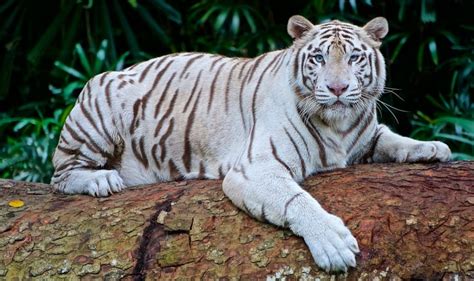  Il Santuario della Tigre Bianca: Un Rifugio di Pace e Maestà Felina!